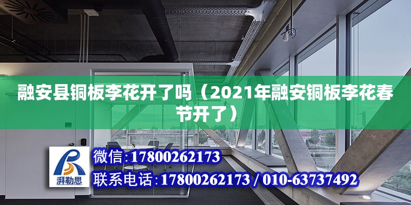 融安縣銅板李花開了嗎（2021年融安銅板李花春節開了）